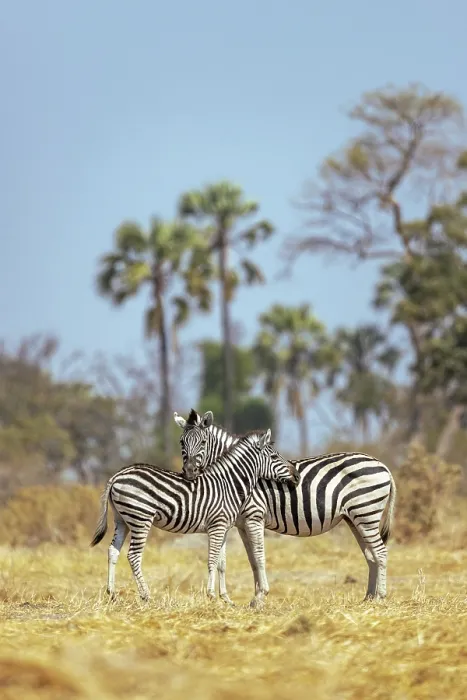 Framed Print : Zebra mother and calf, Moremi Game Reserve, Okavango Delta, Botswana