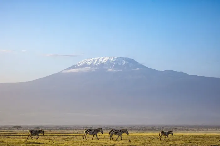 Framed Print : Zebra with Mount Kilimanjaro, Amboseli National Park, Kenya Framed Print : Zebra with Mount Kilimanjaro, Amboseli National Park, Kenya