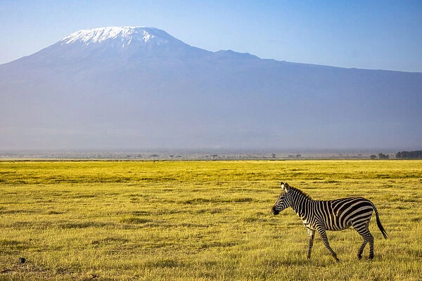 Zebra with Mount Kilimanjaro, Amboseli National Park, Kenya