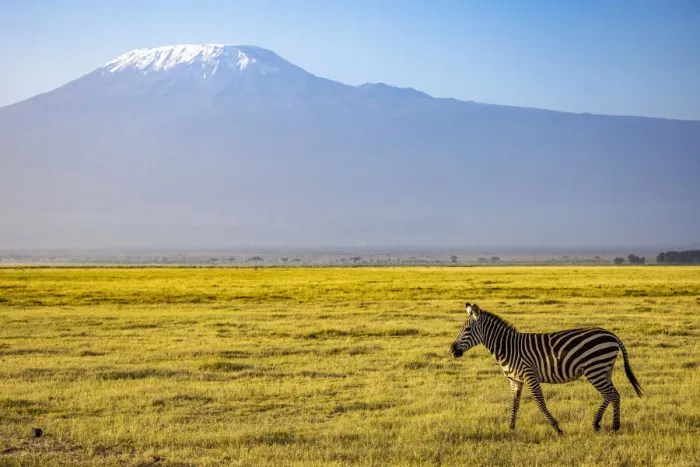 Framed Print : Zebra with Mount Kilimanjaro, Amboseli National Park, Kenya Framed Print : Zebra with Mount Kilimanjaro, Amboseli National Park, Kenya