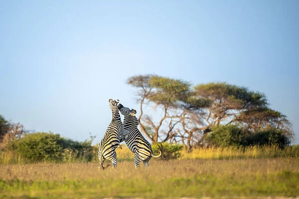 Zebra, Nxai Pan National Park, Botswana