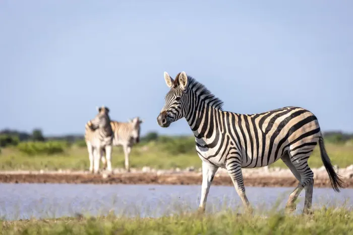 Framed Print : Zebra, Nxai Pan National Park, Botswana