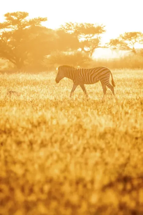 Framed Print : Zebra, Nxai Pan National Park, Botswana Framed Print : Zebra, Nxai Pan National Park, Botswana