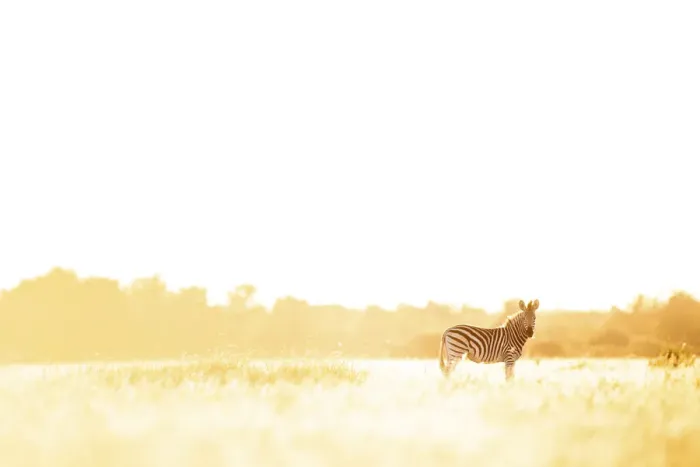 Framed Print : Zebra, Nxai Pan National Park, Botswana