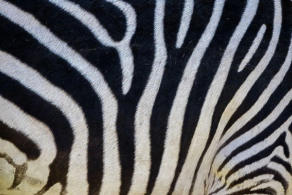 Detail of zebra skin, Livingstone, Zambia