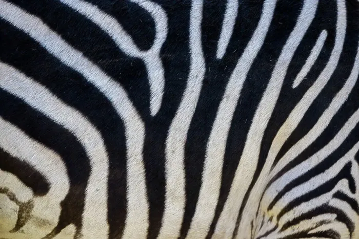 Framed Print : Detail of zebra skin, Livingstone, Zambia Framed Print : Detail of zebra skin, Livingstone, Zambia