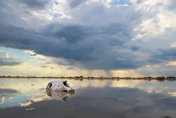 Framed Print : Zebra Skull in water, Makgadikgadi Salt Pans, Botswana Framed Print : Zebra Skull in water, Makgadikgadi Salt Pans, Botswana
