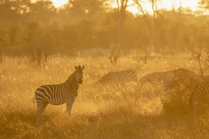 Framed Print : Zebra at sunset, Okavango Delta, Botswana Framed Print : Zebra at sunset, Okavango Delta, Botswana