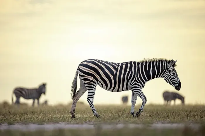 Framed Print : Zebra in yellow light, Makgadikgadi Salt Pans, Botswana Framed Print : Zebra in yellow light, Makgadikgadi Salt Pans, Botswana