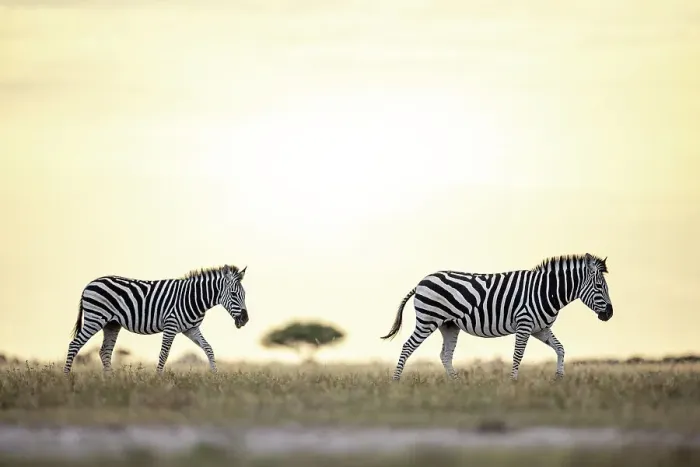 Framed Print : Zebra in yellow light, Makgadikgadi Salt Pans, Botswana Framed Print : Zebra in yellow light, Makgadikgadi Salt Pans, Botswana