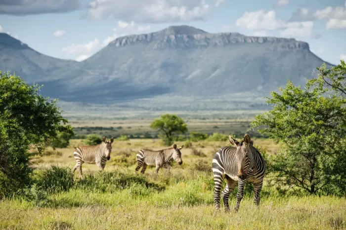 Framed Print : Zebras, Camdeboo National Park, Graaff-Reinet, Eastern Cape, South Africa Framed Print : Zebras, Camdeboo National Park, Graaff-Reinet, Eastern Cape, South Africa