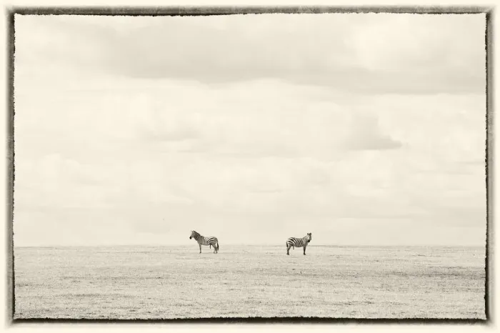 Framed Print : Two zebras on horizon, Serengeti, Tanzania Framed Print : Two zebras on horizon, Serengeti, Tanzania