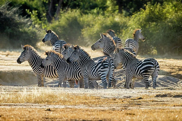 Zebras, Lower Zambezi National Park, Zambia