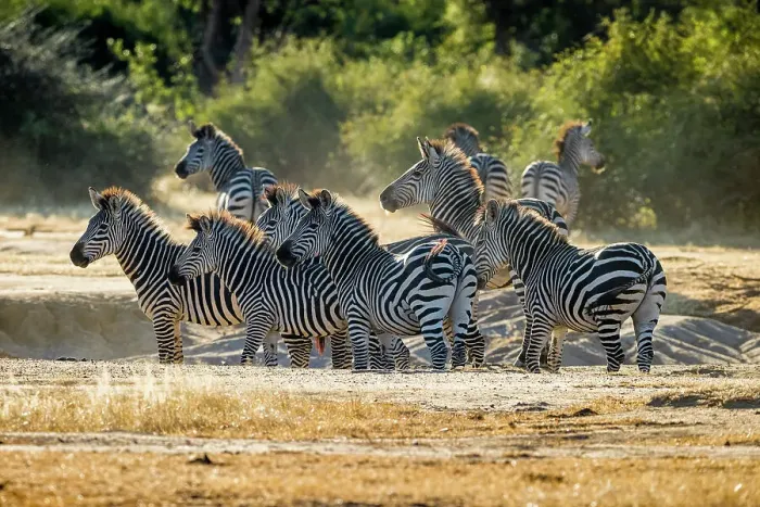 Framed Print : Zebras, Lower Zambezi National Park, Zambia