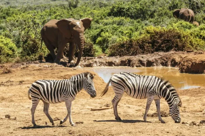 Framed Print : Zebras at watering hole, Addo Elephant National Park, Eastern Cape, South Africa Framed Print : Zebras at watering hole, Addo Elephant National Park, Eastern Cape, South Africa