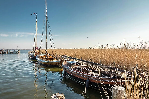 Zeesenboote in the Bodden harbour of Born am Darss, Mecklenburg-West Pomerania, Northern Germany, Germany
