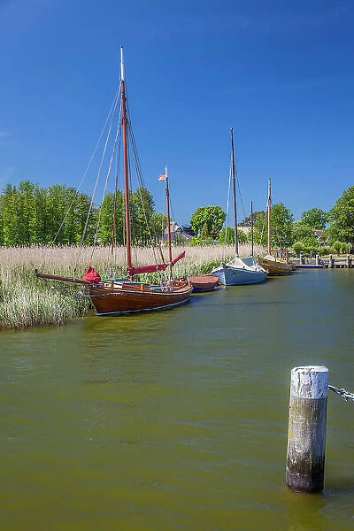 Zeesenboote in the Bodden harbour of Born am Darss, Mecklenburg-West Pomerania, Baltic Sea, North Germany, Germany