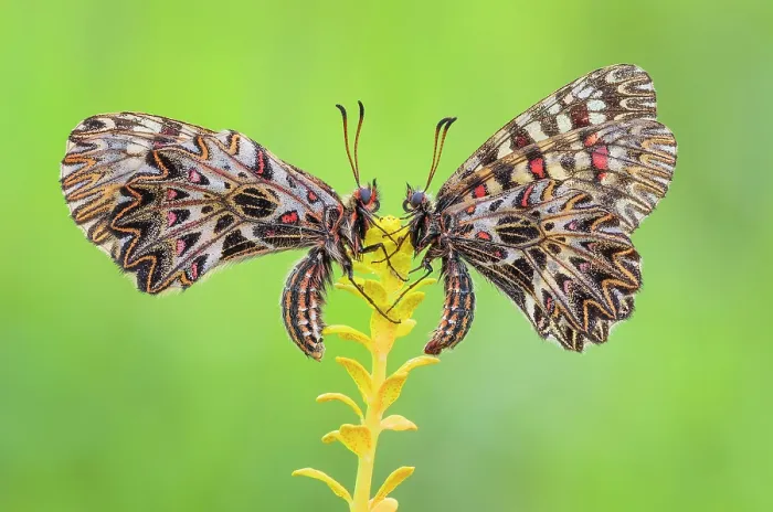 Framed Print : Zerynthia polyxena (Southern festoon), Piedmont, Italy Framed Print : Zerynthia polyxena (Southern festoon), Piedmont, Italy
