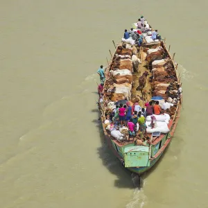 More than 100 cows squeeze onto a tiny boat as they are transported to market