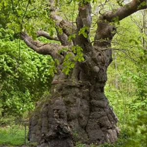 Over 1000 years old, the Big Belly Oak is the oldest tree in Savernake Forest, Marlborough