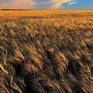 2-Row barleya at sunset Hodgeville Saskatchewan, Canada