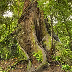 30 meters high Kapok tree (Ceiba pentandra), Central Highlands, Arenal National Park