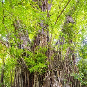 A 400-plus year old balete tree with a freshwater spring flowing from its base, Lazi