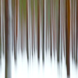 Abstract details of tree trunks in the snowy woods Alaniemi Rovaniemi Lapland region