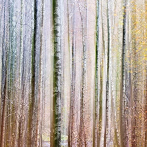 Abstract impression of trees