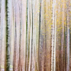 Forests