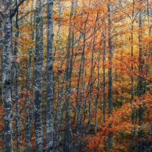 Abstract view of trees during autumn foliage in Emilia Romagna, Italy