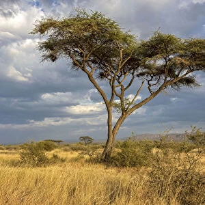 Acacia tree, Awash National park, Ethiopia