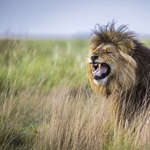 Adult male lion displaying the flehmen grimace in grassland, Liuwa Plain National Park, Zambia
