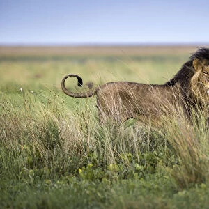 Adult male lion in grassland, Liuwa Plain National Park, Zambia