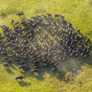 Aerial View African Buffalo Print Aerial View African Buffalo Print