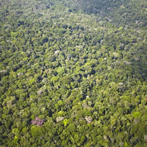 Aerial view of Amazon Rainforest, Manaus, Amazonas, Brazil