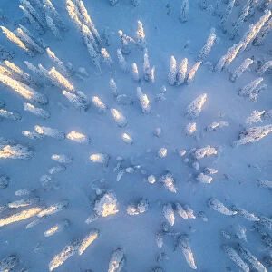 Aerial view of frozen trees in the snow covered woods, Levi, Kittila, Lapland, Finland