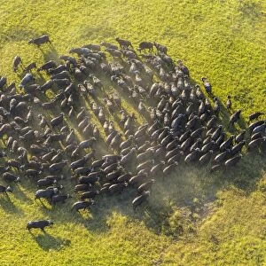 Aerial view herd of African Buffalos, Okavango Delta, Botswana, Africa