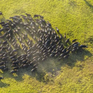 Aerial view herd of African Buffalos, Okavango Delta, Botswana, Africa