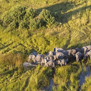 Aerial view herd of elephants, Okavango Delta, Botswana, Africa