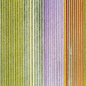 Aerial view of a multicolor tulips field (Warmenhuizen, Schagen municipality, Dutch