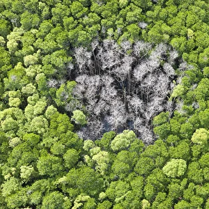 Aerial view of rain forest with trees hit by lightning strike, Daintree Forest, Daintree