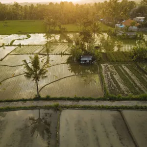 Aerial View of Sunset over Rice Fields near Sidemen, Bali, Indonesia