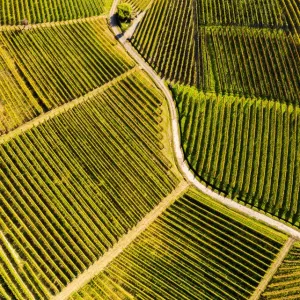 Vista aerea di tessuti vitivinicoli d'autunno nel territorio del vino Barolo nella zona delle Langhe e della provincia di Piemonte nell'Italia Vista aerea di tessuti vitivinicoli d'autunno nel territorio del vino Barolo nella zona delle Langhe e della provincia di Piemonte nell'Italia