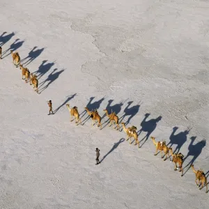 An Afar camel caravan crosses the salt flats of Lake Assal