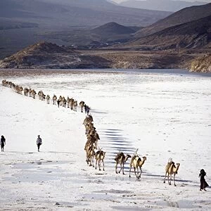 An Afar camel caravan crosses the salt flats of Lake Assal