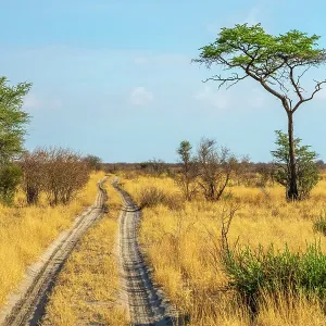 Central Kalahari Game Reserve Print, Botswana Savanna Landscape Central Kalahari Game Reserve Print, Botswana Savanna Landscape