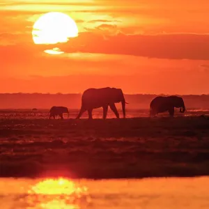 Print of Elephant Family at Sunset, Chobe National Park Print of Elephant Family at Sunset, Chobe National Park