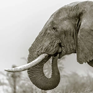 Africa, Botswana, Kalahari. an elephant eating salt earth