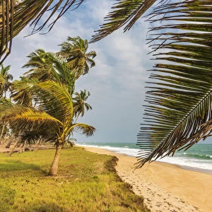 Africa, Ghana, Elmina. Ampenyi. The beach with the coconut palm grove